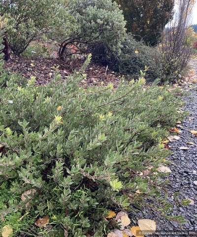Shrubs ~ Groundcovers ~ Arctostaphylos x 'Pacific Mist', Manzanita ~ Dancing Oaks Nursery and Gardens ~ Retail Nursery ~ Mail Order Nursery