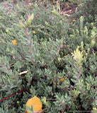 Shrubs ~ Arctostaphylos x 'Pacific Mist', Manzanita ~ Dancing Oaks Nursery and Gardens ~ Retail Nursery ~ Mail Order Nursery