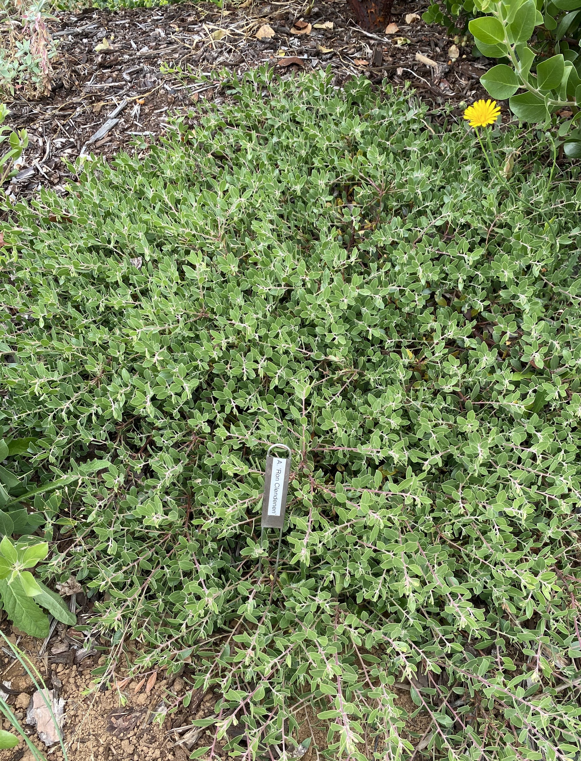 Groundcovers ~ Arctostaphylos x 'Ron Clendenen', Manzanita ~ Dancing Oaks Nursery and Gardens ~ Retail Nursery ~ Mail Order Nursery