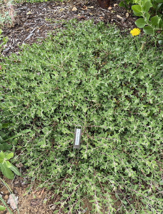 Groundcovers ~ Arctostaphylos x 'Ron Clendenen', Manzanita ~ Dancing Oaks Nursery and Gardens ~ Retail Nursery ~ Mail Order Nursery