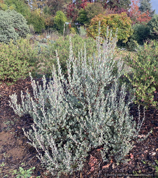 Shrubs ~ Arctostaphylos x 'Silver Mist', Manzanita ~ Dancing Oaks Nursery and Gardens ~ Retail Nursery ~ Mail Order Nursery