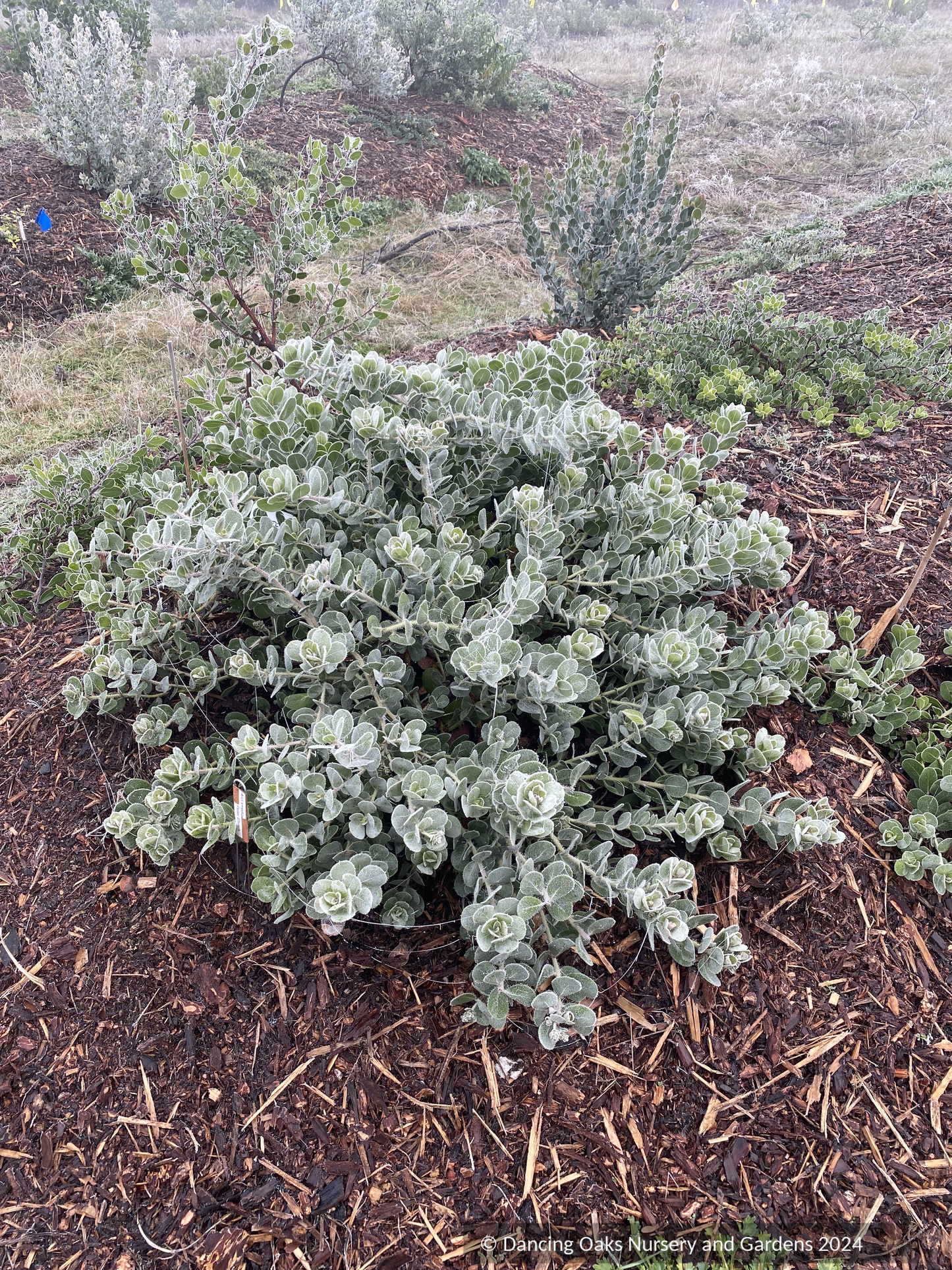 Arctostaphylos x media 'Peter Ehrlich', Manzanita