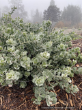 Arctostaphylos x media 'Peter Ehrlich', Manzanita