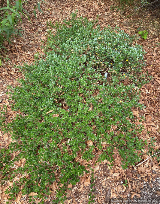 Shrubs ~ Arctostaphylos x media 'Martha Ewan', Manzanita ~ Dancing Oaks Nursery and Gardens ~ Retail Nursery ~ Mail Order Nursery
