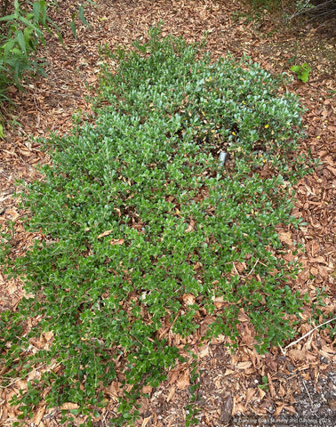 Shrubs ~ Arctostaphylos x media 'Martha Ewan', Manzanita ~ Dancing Oaks Nursery and Gardens ~ Retail Nursery ~ Mail Order Nursery