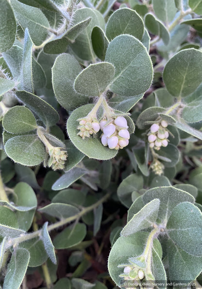 Arctostaphylos x media 'Peter Ehrlich', Manzanita