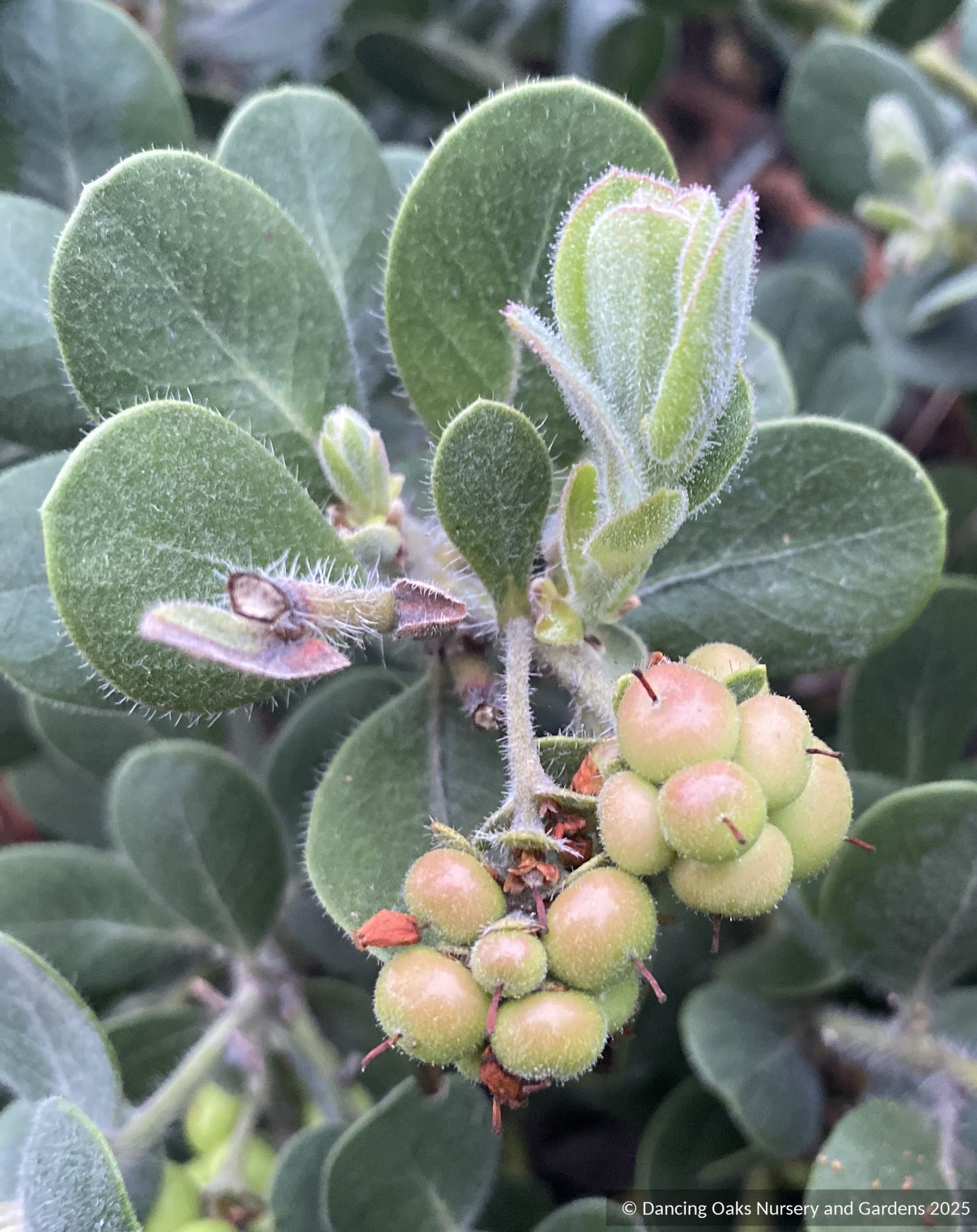 Arctostaphylos x media 'Peter Ehrlich', Manzanita