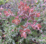 Shrubs ~ Arctostaphylos x pajaroensis, Pajaro hybrid manzanita ~ Dancing Oaks Nursery and Gardens ~ Retail Nursery ~ Mail Order Nursery