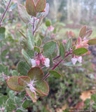 Shrubs ~ Arctostaphylos x pajaroensis, Pajaro hybrid manzanita ~ Dancing Oaks Nursery and Gardens ~ Retail Nursery ~ Mail Order Nursery