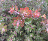 Arctostaphylos x pajaroensis, Pajaro hybrid manzanita