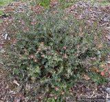 Shrubs ~ Arctostaphylos x pajaroensis, Pajaro hybrid manzanita ~ Dancing Oaks Nursery and Gardens ~ Retail Nursery ~ Mail Order Nursery