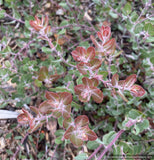 Shrubs ~ Arctostaphylos x pajaroensis, Pajaro hybrid manzanita ~ Dancing Oaks Nursery and Gardens ~ Retail Nursery ~ Mail Order Nursery