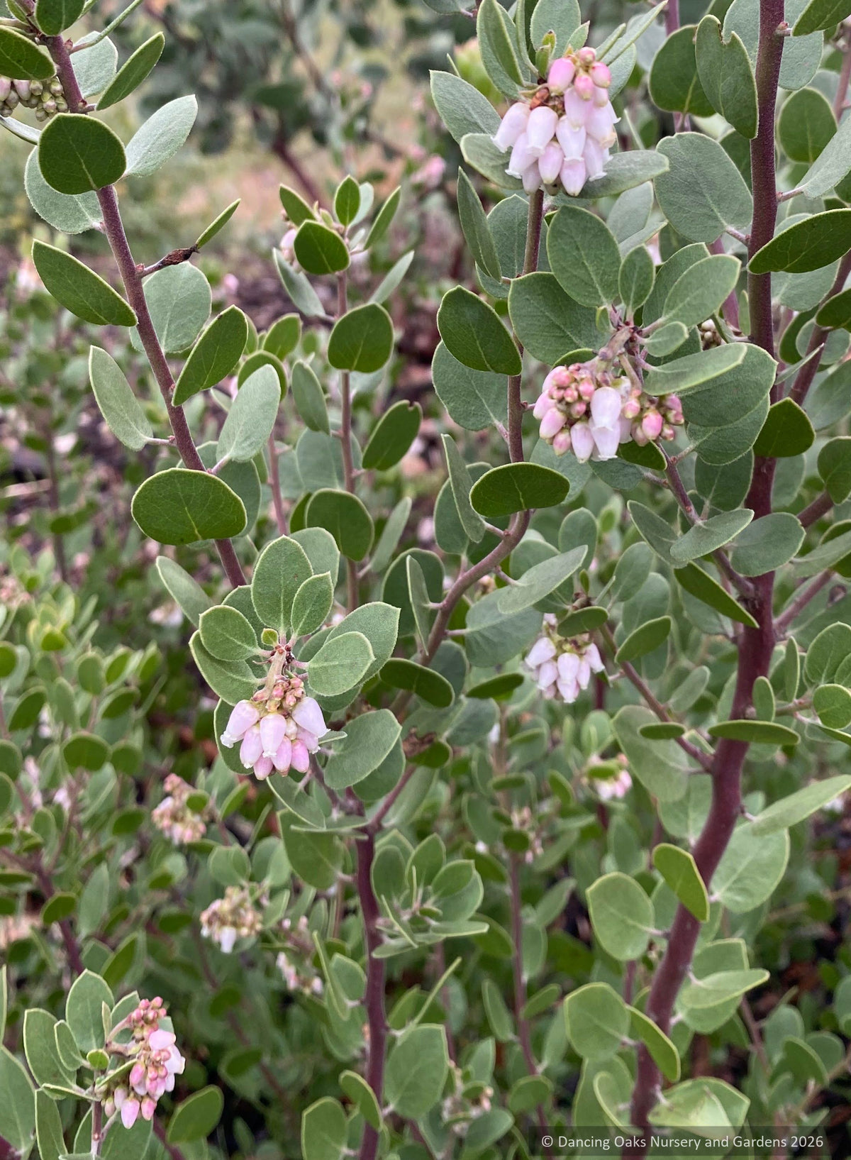 Shrubs ~ Arctostaphylos x 'Margarita's Joy', Pecho hybrid manzanita ~ Dancing Oaks Nursery and Gardens ~ Retail Nursery ~ Mail Order Nursery
