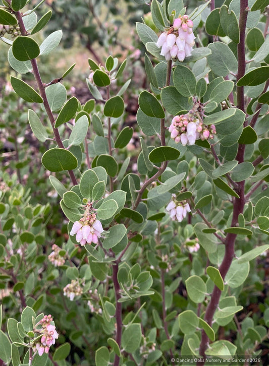 Shrubs ~ Arctostaphylos x 'Margarita's Joy', Pecho hybrid manzanita ~ Dancing Oaks Nursery and Gardens ~ Retail Nursery ~ Mail Order Nursery