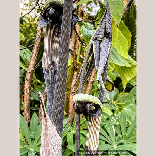 Arisaema ringens, Japanese Cobra Lily