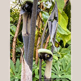 Arisaema ringens, Japanese Cobra Lily