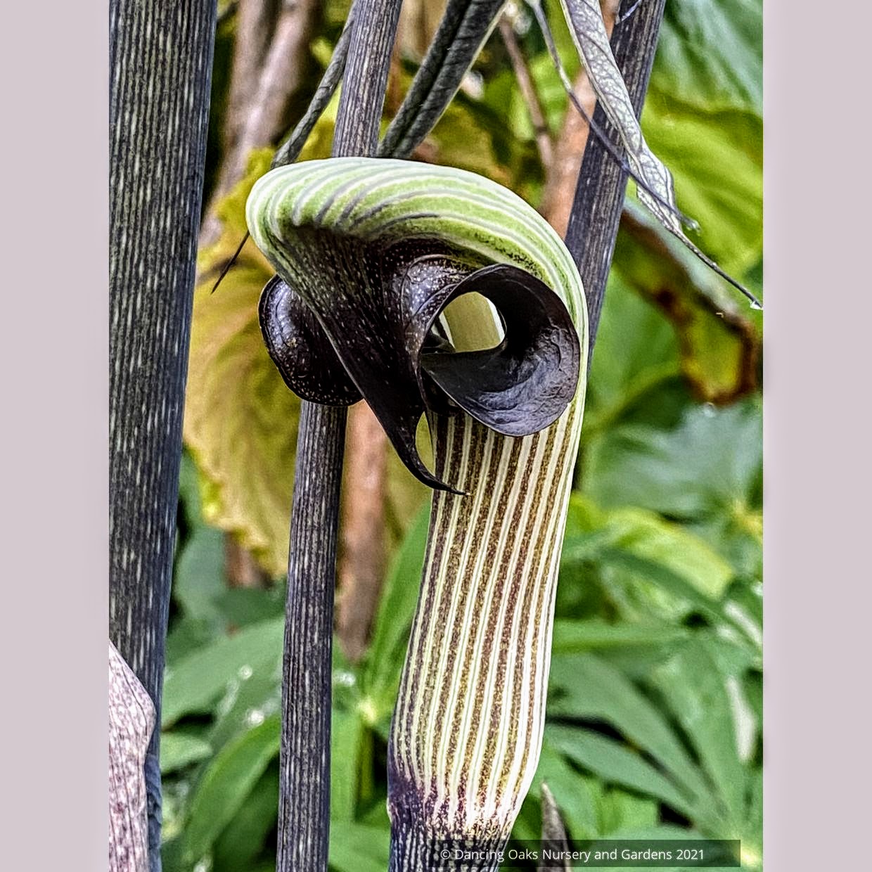 Arisaema ringens, Japanese Cobra Lily