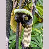 Arisaema ringens, Japanese Cobra Lily