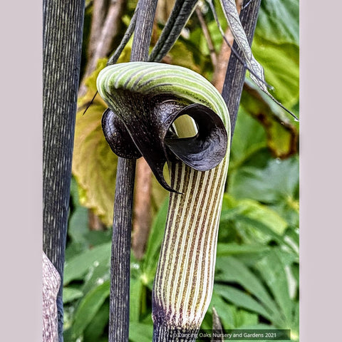 cobra lily flower Arisaema ringens, Japanese Cobra Lily – Dancing Oaks Nursery and Gardens