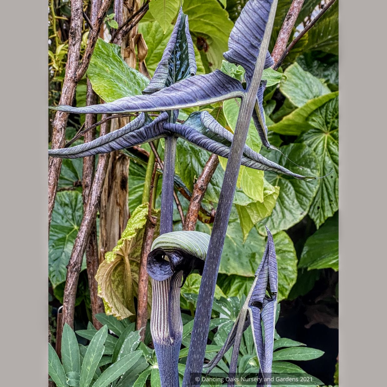 Arisaema ringens, Japanese Cobra Lily