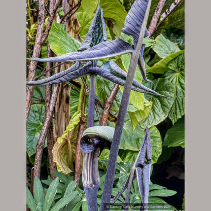 Arisaema ringens, Japanese Cobra Lily