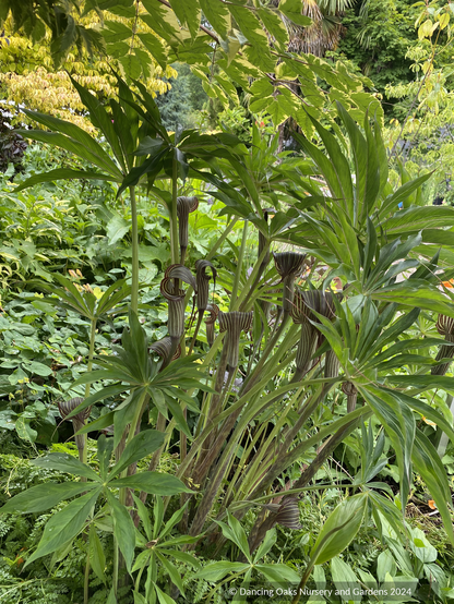 Bulbs & Tubers ~ Arisaema consanguineum, Himalayan Cobra Lily ~ Dancing Oaks Nursery and Gardens ~ Retail Nursery ~ Mail Order Nursery