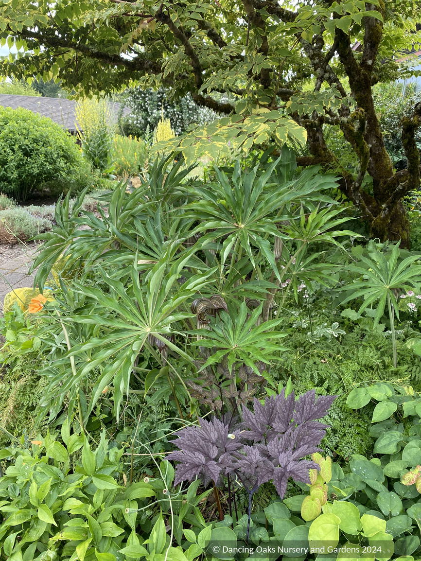 Bulbs & Tubers ~ Arisaema consanguineum, Himalayan Cobra Lily ~ Dancing Oaks Nursery and Gardens ~ Retail Nursery ~ Mail Order Nursery