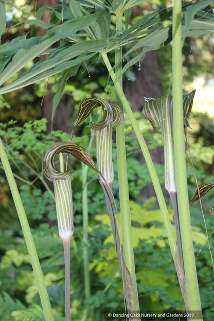 Bulbs & Tubers ~ Arisaema consanguineum, Himalayan Cobra Lily ~ Dancing Oaks Nursery and Gardens ~ Retail Nursery ~ Mail Order Nursery