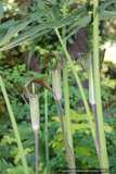 Bulbs & Tubers ~ Arisaema consanguineum, Himalayan Cobra Lily ~ Dancing Oaks Nursery and Gardens ~ Retail Nursery ~ Mail Order Nursery