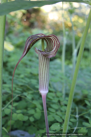 Bulbs & Tubers ~ Arisaema consanguineum, Himalayan Cobra Lily ~ Dancing Oaks Nursery and Gardens ~ Retail Nursery ~ Mail Order Nursery