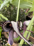 Bulbs & Tubers ~ Arisaema kiushianum, Cobra Lily ~ Dancing Oaks Nursery and Gardens ~ Retail Nursery ~ Mail Order Nursery