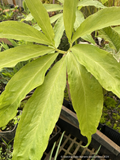 Bulbs & Tubers ~ Arisaema kiushianum, Cobra Lily ~ Dancing Oaks Nursery and Gardens ~ Retail Nursery ~ Mail Order Nursery