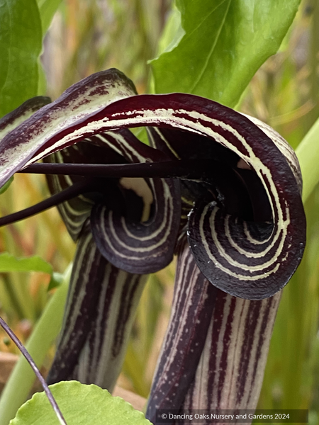 Arisaema kiushianum, Kyushu Cobra Lily