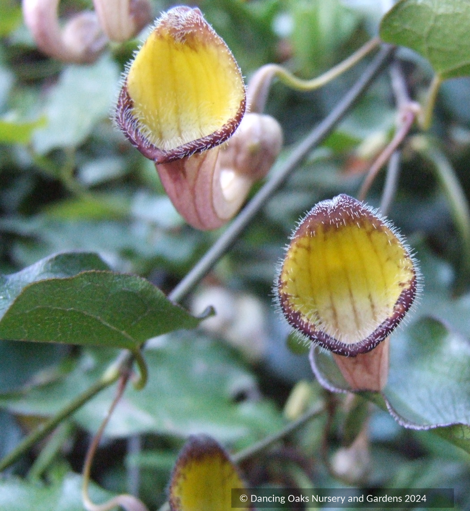 Aristolochia sempervirens, Evergreen Dutchman's Pipe