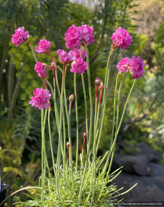 Perennials ~ Armeria maritima 'Rubrifolia', Sea Thrift ~ Dancing Oaks Nursery and Gardens ~ Retail Nursery ~ Mail Order Nursery