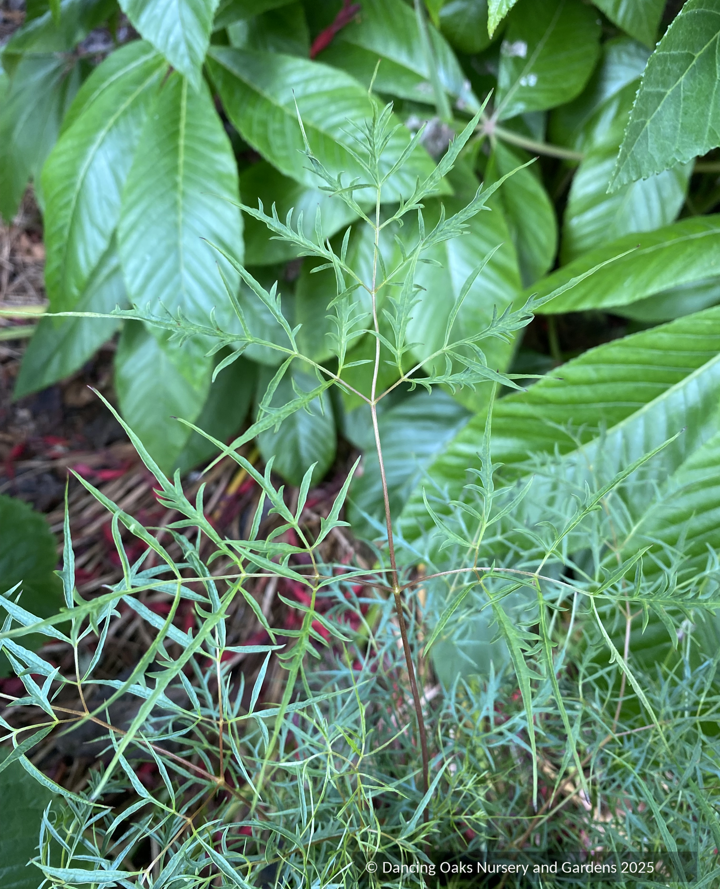 Perennials ~ Aruncus aetusifoius 'Silver Filigree', Dwarf Goatsbeard  ~ Dancing Oaks Nursery and Gardens ~ Retail Nursery ~ Mail Order Nursery
