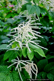 Perennials ~ Aruncus dioicus, Goatsbeard or Bride's Feathers ~ Dancing Oaks Nursery and Gardens ~ Retail Nursery ~ Mail Order Nursery