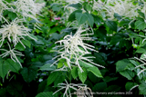 Perennials ~ Aruncus dioicus, Goatsbeard or Bride's Feathers ~ Dancing Oaks Nursery and Gardens ~ Retail Nursery ~ Mail Order Nursery