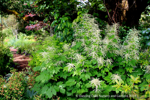 Perennials ~ Aruncus dioicus, Goatsbeard or Bride's Feathers ~ Dancing Oaks Nursery and Gardens ~ Retail Nursery ~ Mail Order Nursery