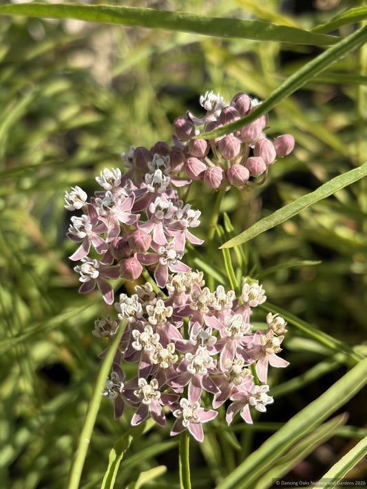 Perennials ~ Asclepias fascicularis, Narrow-Leafed Milkweed ~ Dancing Oaks Nursery and Gardens ~ Retail Nursery ~ Mail Order Nursery