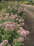 Perennials ~ Asclepias speciosa, Showy Milkweed ~ Dancing Oaks Nursery and Gardens ~ Retail Nursery ~ Mail Order Nursery