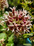 Asclepias speciosa, Showy Milkweed