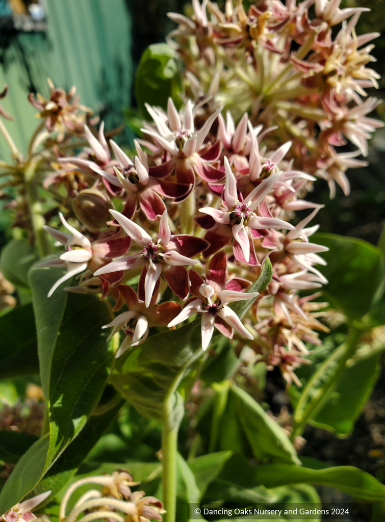 Asclepias Speciosa Showy Milkweed Dancing Oaks Nursery And Gardens