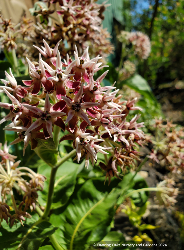 Asclepias Speciosa Showy Milkweed Dancing Oaks Nursery And Gardens