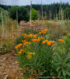 Asclepias tuberosa, Butterfly Milkweed