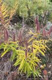 Perennials ~ Asclepias tuberosa, Butterfly Milkweed ~ Dancing Oaks Nursery and Gardens ~ Retail Nursery ~ Mail Order Nursery