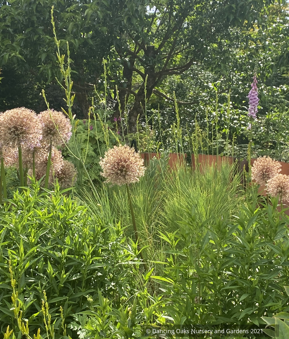 Perennials ~ Asphodeline liburnica, Jacob's Rod ~ Dancing Oaks Nursery and Gardens ~ Retail Nursery ~ Mail Order Nursery