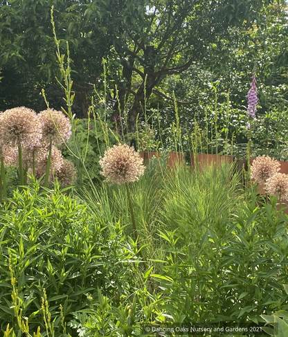 Perennials ~ Asphodeline liburnica, Jacob's Rod ~ Dancing Oaks Nursery and Gardens ~ Retail Nursery ~ Mail Order Nursery