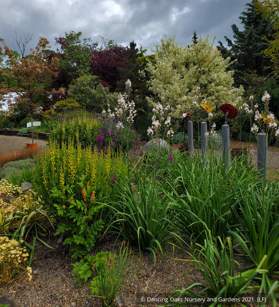 Perennials ~ Asphodelus ramosus, Silverrod ~ Dancing Oaks Nursery and Gardens ~ Retail Nursery ~ Mail Order Nursery