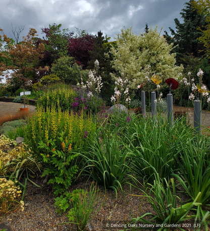 Perennials ~ Asphodelus ramosus, Silverrod ~ Dancing Oaks Nursery and Gardens ~ Retail Nursery ~ Mail Order Nursery